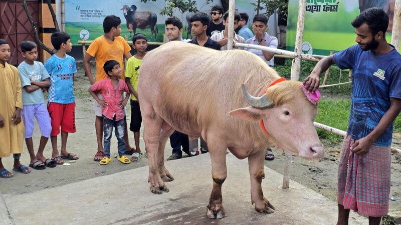 বিরল নয়, দেশের নানা খামারে পালন হচ্ছে অ্যালবিনো মহিষ