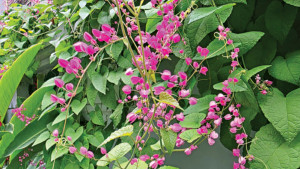 অনন্তলতার প্রেমরঙা ফুল