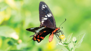 সুন্দরবনের সিঁদুরী পদ্মরাগ
