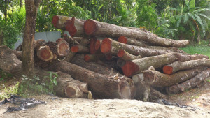 সরকারি ৪০০ গাছ কেটে নিলেন শ্রমিক লীগ নেতার করাতকলে