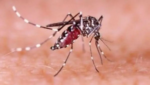 ডেঙ্গু প্রতিরোধে চাই সমন্বিত উদ্যোগ