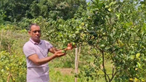 টিলায় টিলায় কমলা ও মাল্টার বিপ্লব
