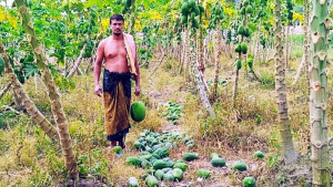 বাগানের ৪০ মণ পেঁপে কেটে নষ্ট
