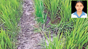 ধানক্ষেতজুড়ে ধস্তাধস্তির চিহ্ন পড়ে ছিল কিশোরীর মরদেহ