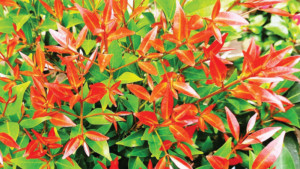 লাল ঠোঁটের ফুল