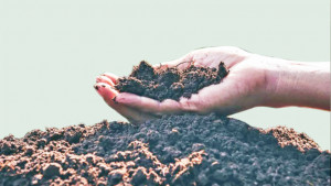 গাছের যত্নে ঘরোয়া সার