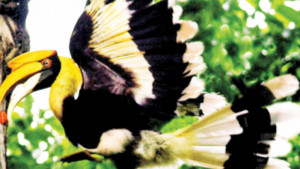 বিলুপ্তির দ্বারে রাজধনেশ