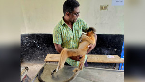 বিদ্যুৎস্পর্শে প্রাণ গেল মুখপোড়া হনুমানের