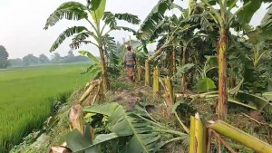 রাতের আধারে ৭০০ কলাগাছ কেটে ফেলল দুর্বৃত্তরা