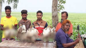চলনবিলে শিকার করা ৫০টি বক জবাই করে বস্তায় ভরে বিক্রি