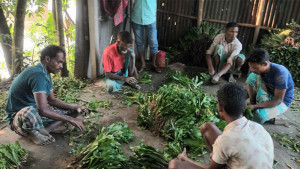 বিলাতি ধনেপাতা  চাষে ভাগ্য বদল