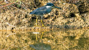 হঠাৎ দেখা সবুজ বক