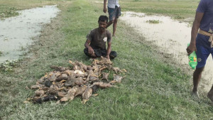 হাওরে চড়াতে নেওয়ার পর মারা গেল এক হাজার হাঁস