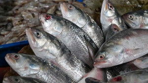 এখনও মেলেনি ভারতে ইলিশ রপ্তানির ছাড়পত্র