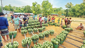 শসার ক্ষেতে নতুন দিনের স্বপ্ন
