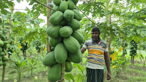 এক জমি, তিন আয়