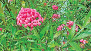সুগন্ধি ফুল পানামা- রোজ