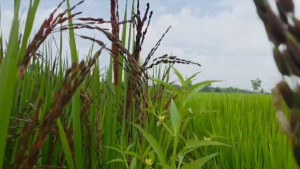 পরীক্ষামূলকভাবে ব্ল্যাক রাইস চাষ