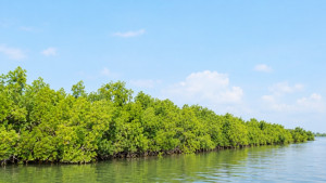 কাঁকড়ায় প্লাস্টিক, মাছে তামা-সিসা