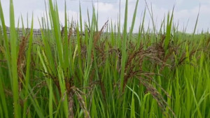 পানছড়িতে পরীক্ষামূলকভাবে ব্ল্যাক রাইস চাষ