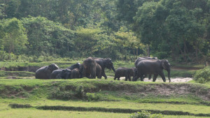 মেঘালয়ে ফেরার পথ বন্ধ, গারো পাহাড়ে অনিশ্চয়তায় ১৫০ হাতি