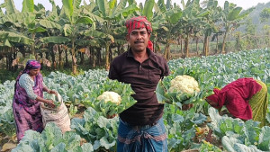 বাজারদরের তাৎক্ষণিক তথ্য সবজি কৃষকদের ন্যায্য দাম পাওয়ার সক্ষমতা বাড়িয়েছে