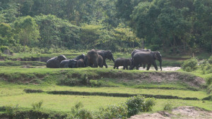 মেঘালয়ে ফেরার পথ বন্ধ, গারো পাহাড়ে আটকা ১৫০ হাতি