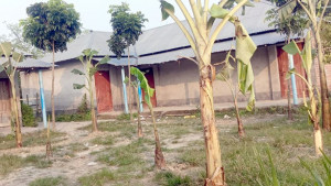 ছেলে-পুত্রবধূকে চাকরি না দেওয়ায় স্কুল মাঠে কলাগাছ লাগালেন জমিদাতা, শিক্ষকদের কার্যালয়ে তালা