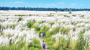 মেঘনার চরে কাশফুলের ঢেউ