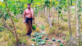 বাগানের ৪০ মণ পেঁপে কেটে নষ্ট