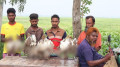 চলনবিলে শিকার করা ৫০টি বক জবাই করে বস্তায় ভরে বিক্রি