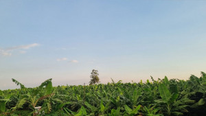 বনের আড়াই হাজার গজারি গাছ কেটে কলাবাগান