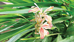 এলাচ নয়, কুলঞ্জন