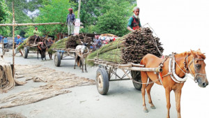 ঘোড়ার গাড়িতে জীবিকা