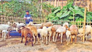 দুই দুম্বায় শুরু, তিন বছরে কোটি টাকার খামার