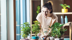 স্বল্প বাজেটে সবুজ সাজসজ্জা