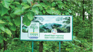 বেসরকারি উদ্যোগে বনায়ন: ১৩ কোটির বেশি চারা বিনামূল্যে বিতরণ