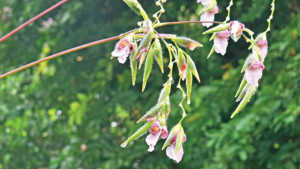 শোভাময়ী জল  কলাবতী
