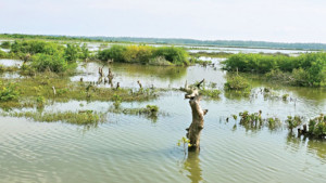 সোনাদিয়ার প্রাণ যায় যায়