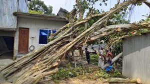 সকালে কাটার প্রস্তুতি, গভীর রাতে উপড়ে পড়ল ‘ভূতুরে’ বটগাছ