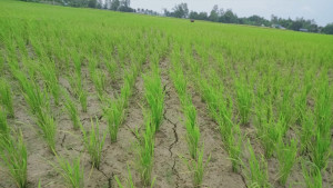 লিজ না পেয়ে সেচ বন্ধ, নষ্ট ধান