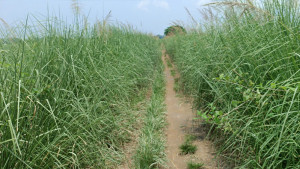 বছর না যেতেই কোটি টাকার সড়ক এখন ভূতুড়ে জঙ্গল