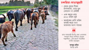 টাকায় মুক্ত হলো লুটের ৩৫ মহিষ