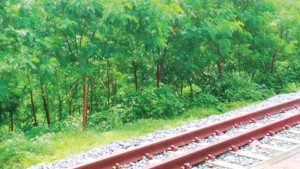 কক্সবাজার রেলপথের দুই পাশে আকাশমণি, ঝুঁকিতে প্রাণ-প্রকৃতি