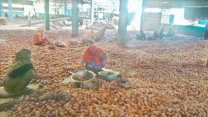 হিমাগারে আলু রেখে লোকসানে চাষি