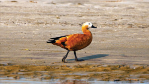 পদ্মার চরের চখাচখি