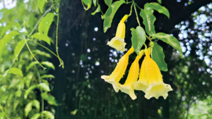 দুষ্প্রাপ্য ইয়েলো ট্রাম্পেট ভাইন