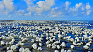 সৈকতে সাদা ঝিনুকের গালিচা