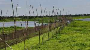 বিলে বাঁশ-জালের বাঁধ বাধাগ্রস্ত নৌ চলাচল