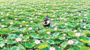 বিলজুড়ে গোলাপি সকাল